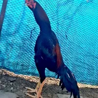 تخم مرغ اوشامو