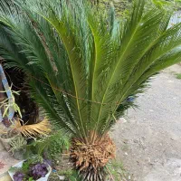 سیکاس۲۵ساله