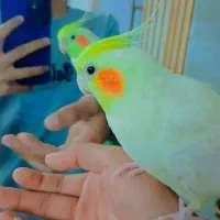 عروس هلندی لوتینو ماده بالغ کاملا دستی