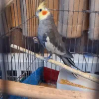 عروس هلندی جفت