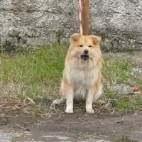 سگ خاص|سگ|بندر انزلی, پردیس|دیوار