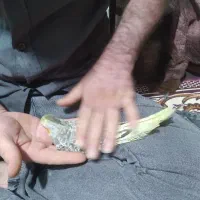 عروس هلندی جوجه دستی