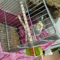 عروس هلندی یک سال خورده ای