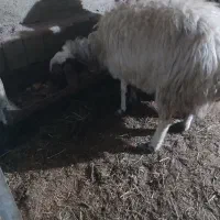 یک جفت میش با بره