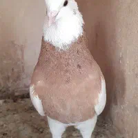 کبوتر طوقی نر پنج عدد و یک ماده