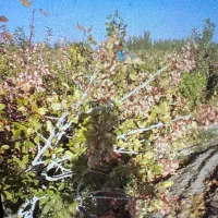 فروش باغه پسته