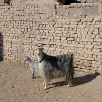 بزتزکی روزگاری میش بره|حیوانات مزرعه|اصفهان, براآن شمالی|دیوار