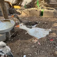 غاز|حیوانات مزرعه|بندرعباس, |دیوار