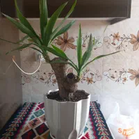 گل طبیعی ، یوکا تنه دار|گل و گیاه طبیعی|تهران, صفا|دیوار