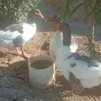 سه عدد غاز دوتا ماده یک نر تمیز تخم گذار هستن