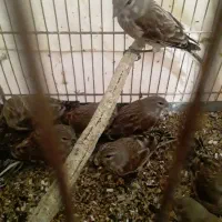 تعداد ۸ عددسهره سینه سرخ نرفقط۱۳۰۰