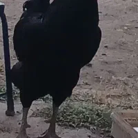 فروش مرغ و خروس
