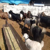 بز چاق کهره دار