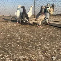 کبوترخطی|پرنده|اقبالیه, |دیوار