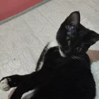 پپر خانم گمشده|حیوانات|یزد, |دیوار