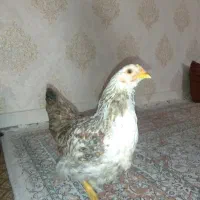 مرغ