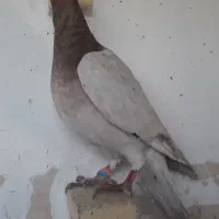 کبوتر پلنگ سار.سفیدکرمونی.سینه