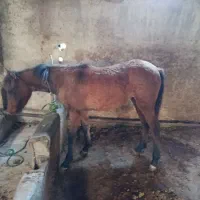 اسب کره مادیون بسیار آرام مظلوم|اسب و تجهیزات اسب‌سواری|امامزاده عبدالله, |دیوار