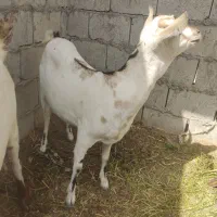 کهر سومال اصل اوس سرگورون