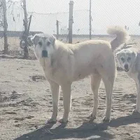 سگ گله