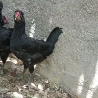 مرغ و خروس ریشی چهل تاج اهرم