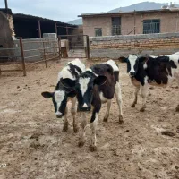 گوساله ماده جنس خوب