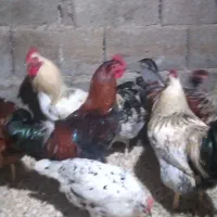 مرغ و خروس محلی|حیوانات مزرعه|دالخانی, |دیوار