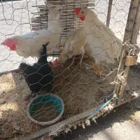 مرغ وخروس سربری قربانی