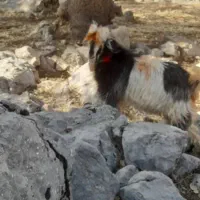 بیگ|حیوانات مزرعه|بازفت, |دیوار