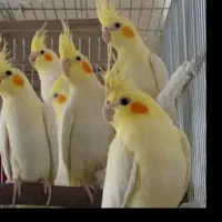 عروس هلندی دو جفت مولد
