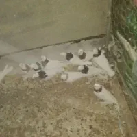 کفتر طوقی|پرنده|درمیان, |دیوار