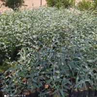 اجاره-زمین-3000-متری-برجاده-اصلی-آزادشهر-گنبد