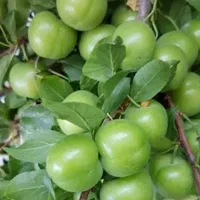باغ-500-متر