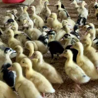 فروش اردک بیست روزه