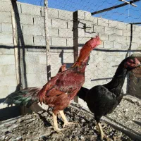 خروس و مرغ لاری و محلی|حیوانات مزرعه|چهاربرج, |دیوار