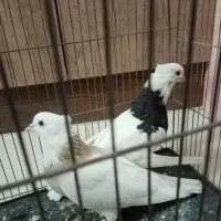 طوقی نرو ماده|پرنده|پیر بکران, |دیوار