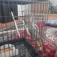 عروس هلندی  و مرغ عشق