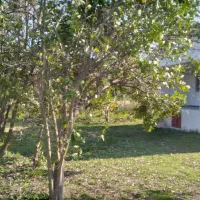 ویلاباغ-1100متری-سنددارسنگرشاقاجی-سراوان