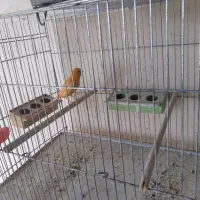 قناری رد فاکتور|پرنده|مبارکه, |دیوار