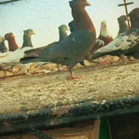 کفتر بهبهانی دس کفتری