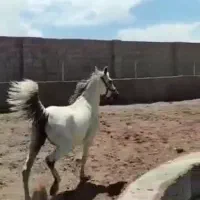 اسب مادیان