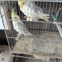 عروس هلندی|پرنده|اشنویه, |دیوار