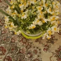 گل نرگس|گل و گیاه طبیعی|بیرجند, |دیوار