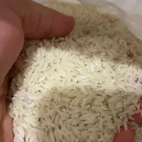 برنج طارم هاشمی