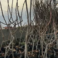 جشنواره ی بزرگ نهال صنوبر سرمایه ای برای اینده|خدمات باغبانی و درختکاری|نجف‌آباد, قلعه سفید|دیوار