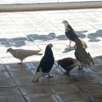 کبوتر