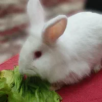 خرگوش لپ|موش و خرگوش|تبریز, |دیوار