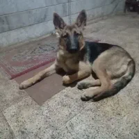 فروش یک سگ ژرمن|سگ|زنجان, |دیوار