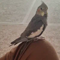 جوجه عروس هلندی سینامون نر|پرنده|سنندج, |دیوار