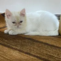 واگذاری و فروش بریتیش سفید اصیل|گربه|لنگرود, |دیوار